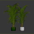 Green Palm Plants in Black White and Green Pots on Gray Background
