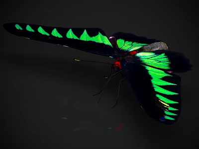 Vibrant Butterfly with Black Wings Bright Green Patterns and Red Body on Dark Background 3d model