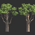 Two Lush Green Trees With Thick Brown Trunks And Foliage Against Dark Background
