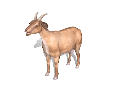 Brown Goat With Curved Horns And White Belly Standing Isolated On White Background 3d model