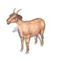Brown Goat With Curved Horns And White Belly Standing Isolated On White Background