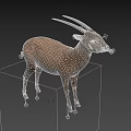Brown Antelope With Long Horns White Ears And Legs Standing On Gray Background