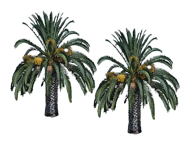 Two Lush Palm Trees with Green Fronds and Fruits on Textured Trunk 3d model