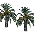 Two Lush Palm Trees with Green Fronds and Fruits on Textured Trunk