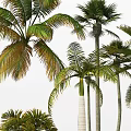 Different Types Of Palm Trees On Sandy Beach With Green Fronds And Trunks 3d model