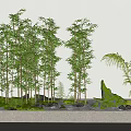 Tall Lush Bamboo Plants With Greenery Stones And White Wall In Decorative Scene