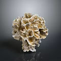 Aquatic Animals Thrive In Natural Coral Reef With Intricate White Brown Design