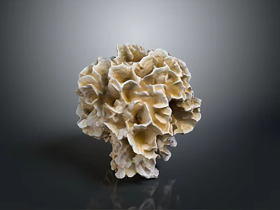 coral marine organism white coral sponge texture black background natural structure organic form 3d model