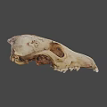 Realistic Wildlife Animal Skull With Natural Bone Texture And Anatomical Features