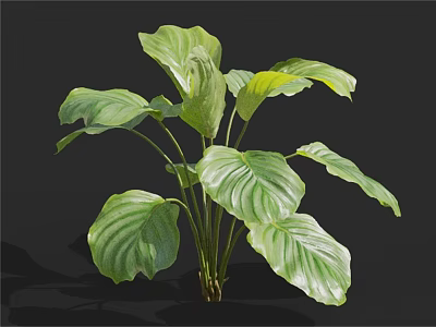 Green Leafy Plant with Large Wavy Leaves Vibrant Green Color and Prominent Veins 3d model