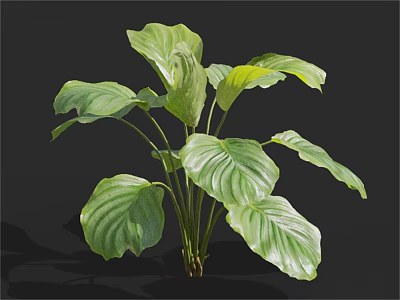 Green Leafy Plant with Large Wavy Leaves Vibrant Green Color and Prominent Veins 3d model
