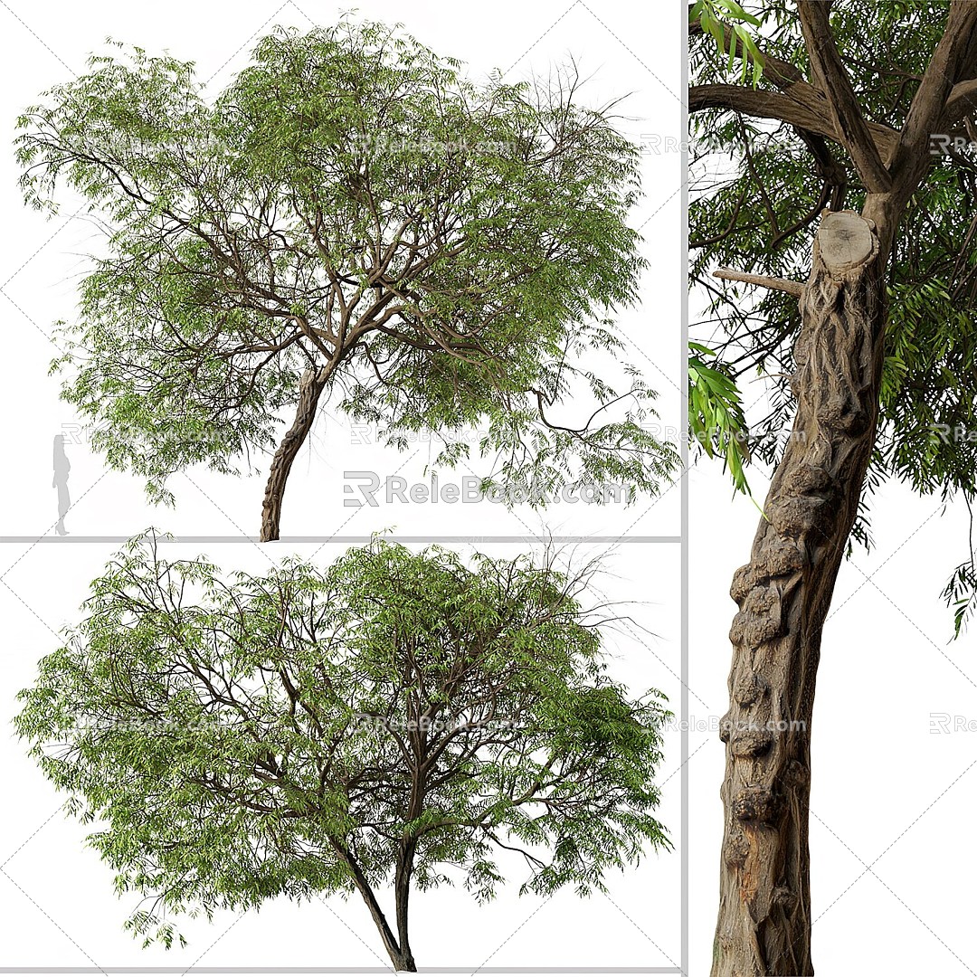 Modern Pepper Tree Pepper Tree Landscape Tree 3d model