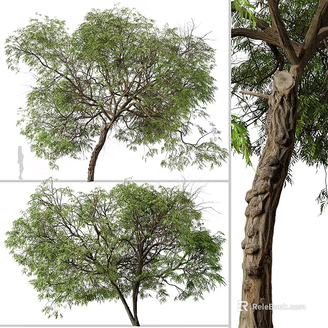 Tall Arbor With Lush Green Foliage Dense Branches And Thick Textured Trunk 3d model 