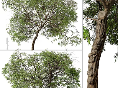Tall Arbor With Lush Green Foliage Dense Branches And Thick Textured Trunk 3d model
