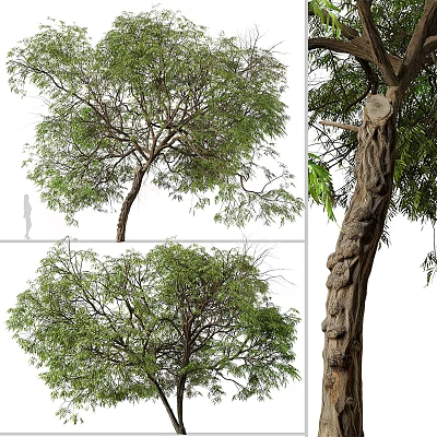 Tall Arbor With Lush Green Foliage Dense Branches And Thick Textured Trunk 3d model