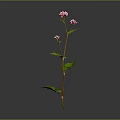 Tall Slender Plant With Pink Flowers And Green Leaves On Gray Background