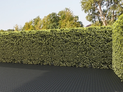 Modern garden hedge bush gardening plant wall 3d model