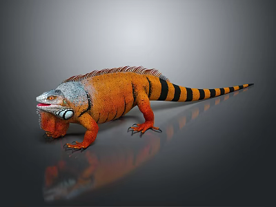 Orange and Black Striped Iguana with Scaly Skin on Reflective Gray Surface 3d model