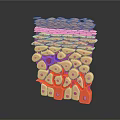 Detailed Human Skin 3D Anatomical Structure Showing Layered Tissues And Cellular Components 3d model