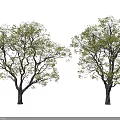 Two Arbor Trees with Green Leaves Brown Trunks Natural Form Against White Background