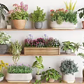 Indoor Potted Plants On Multiple Shelves With Various Green And Flowering Plants In Different Pots
