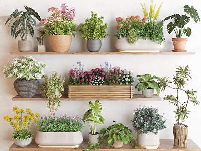 Indoor Potted Plants On Multiple Shelves With Various Green And Flowering Plants In Different Pots 3d model