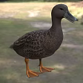 Brown Duck As Flying Animal Standing On Green Grass Field With Orange Webbed Feet