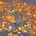 Autumn Tree Featuring Orange Yellow Leaves Red Fruits and Fallen Leaves on Gray Background