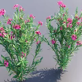Lush Green Shrubs With Pink Flowers In Outdoor Garden Setting
