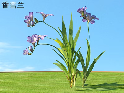 fragrant snow orchid grass shrub plants 3d model