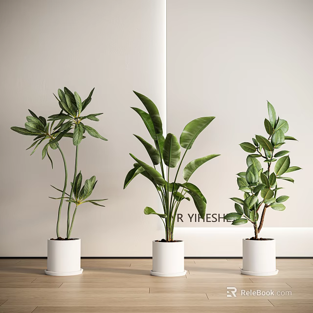 Three Indoor Potted Plants In White Pots With Tall Green Broad Leaves On Floor 3d model 