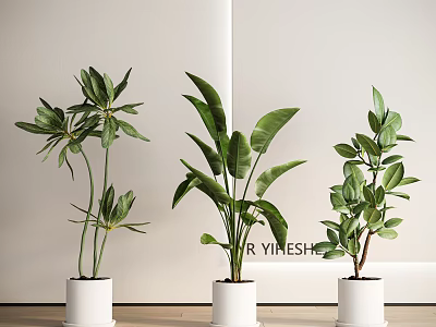 Three Indoor Potted Plants In White Pots With Tall Green Broad Leaves On Floor 3d model