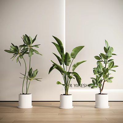 Three Indoor Potted Plants In White Pots With Tall Green Broad Leaves On Floor 3d model