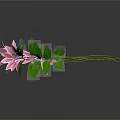 Circular Flower Wreath With Pink Flowers Green Leaves On Dark Background And Reflection