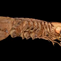 modern peacock mantis shrimp 3d model