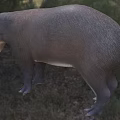 Mohs Founding Father Capybara Monisi Mouse Nissi Animal 3d model