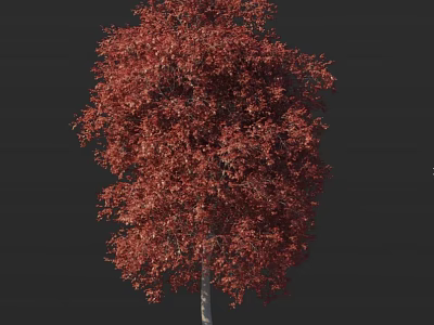 Red Leaf Arbor With Lush Foliage And Strong Trunk In Autumn Season 3d model