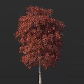 Red Leaf Arbor With Lush Foliage And Strong Trunk In Autumn Season