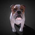 3D Rendered English Bulldog With Brown And White Coat Standing On Dark Background