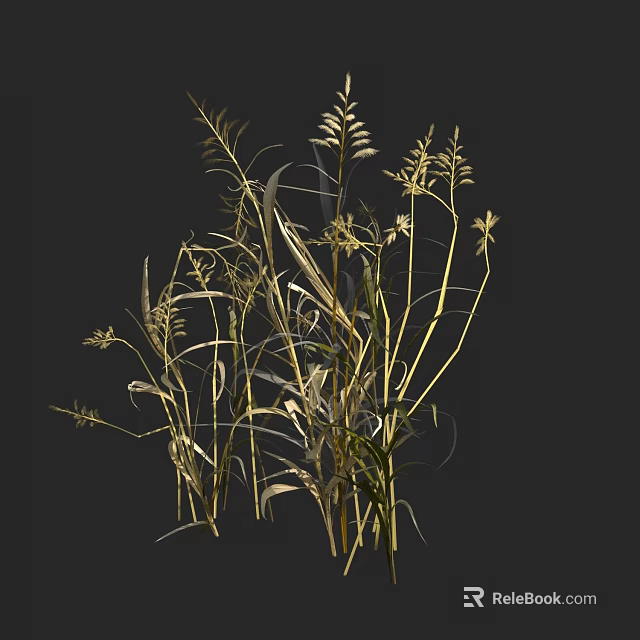 Dry Grass With Slender Stems And Spike Like Leaves On Dark Background 3d model 