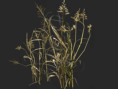 Dry Grass With Slender Stems And Spike Like Leaves On Dark Background 3d model