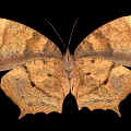 Brown Butterfly With Orange Spots On Margined Wings Against Black Background