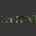 Various Indoor Potted Plants With Different Leaf Shapes And Colorful Foliage