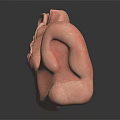 Detailed 3D Anatomical Structure Model With Pink Textured Curled Design For Medical Education