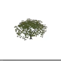 Healthy Arbor With Lush Green Leaves And Yellow Blossoms On Black Background