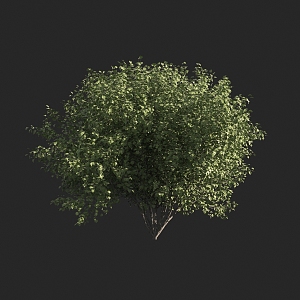 Shrubs 3d model