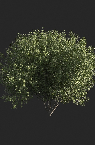 Shrubs 3d model