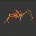 Red Crab With Long Legs And Textured Shell On Dark Background With Reflection