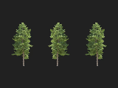 Three Lush Green Arbor Trees with Healthy Trunk and Dense Foliage 3d model