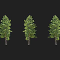 Three Lush Green Arbor Trees with Healthy Trunk and Dense Foliage